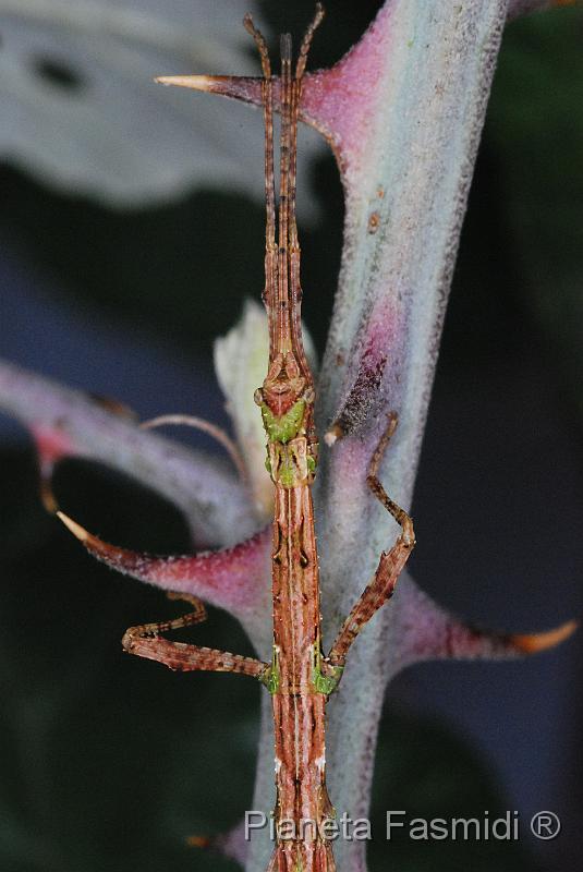 Phenacephorus cornucervi L3 02.jpg